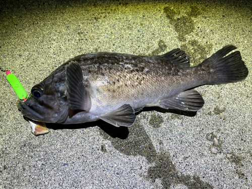 クロソイの釣果