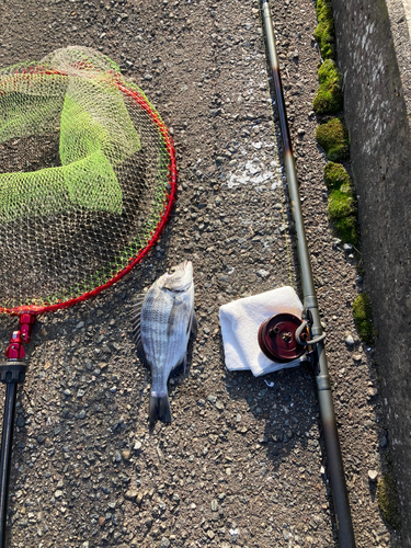 クロダイの釣果