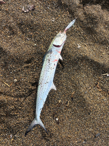 サゴシの釣果