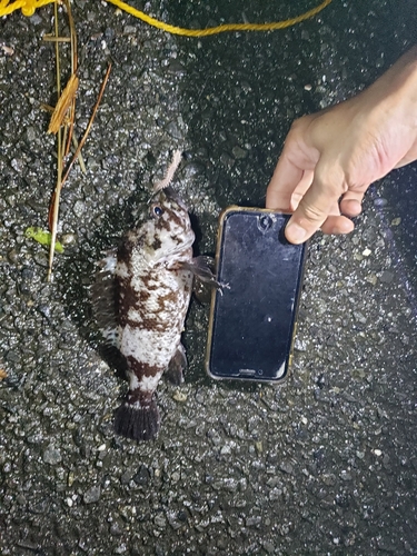 クロソイの釣果