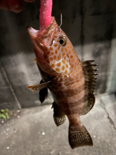 オオモンハタの釣果