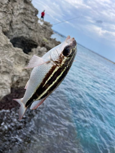 フエフキダイの釣果