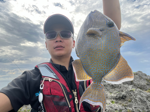 モンガラカワハギの釣果