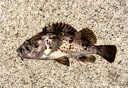 クロソイの釣果