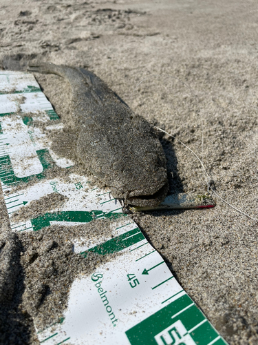 マゴチの釣果