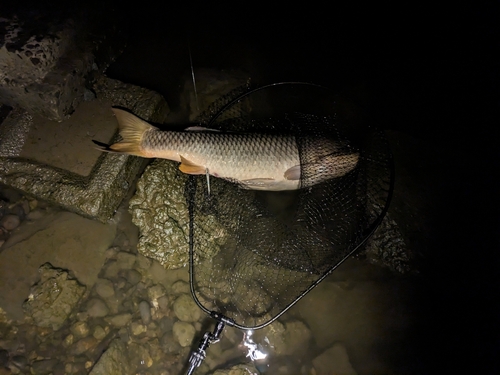 コイの釣果