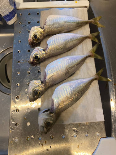 アジの釣果