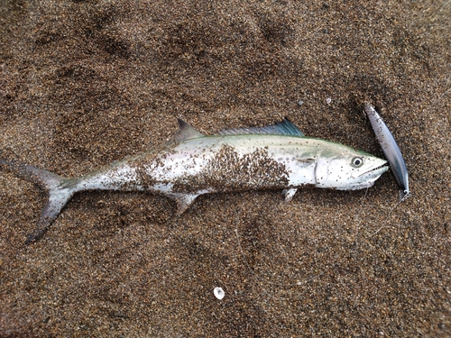 サゴシの釣果