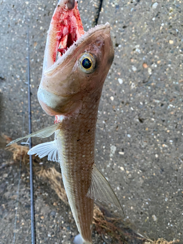 エソの釣果