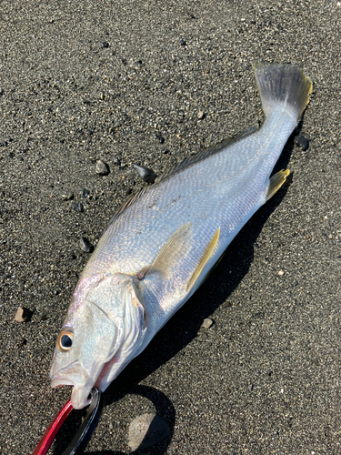 ニベの釣果