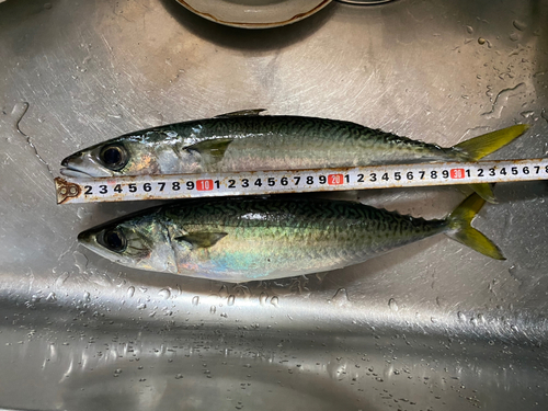 サバの釣果