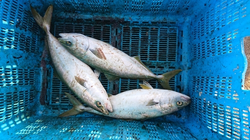 ワカシの釣果