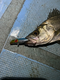 ヒラスズキの釣果