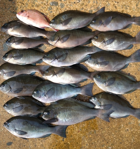 クチブトグレの釣果