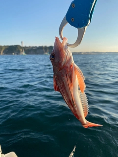 ホウボウの釣果