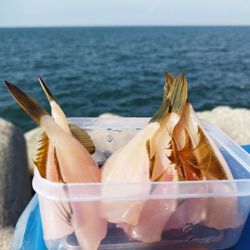 カワハギの釣果