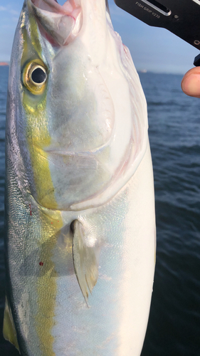 イナダの釣果