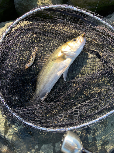 セイゴ（マルスズキ）の釣果