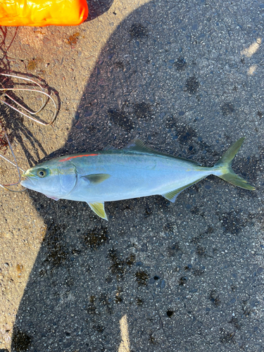 ワカシの釣果