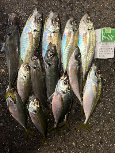 アジの釣果