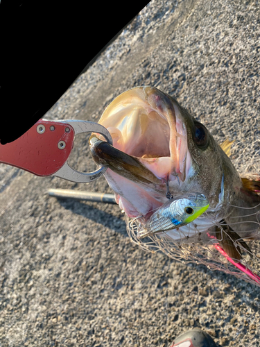 シーバスの釣果