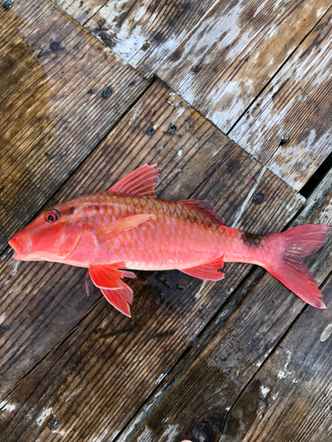 ホウライヒメジの釣果