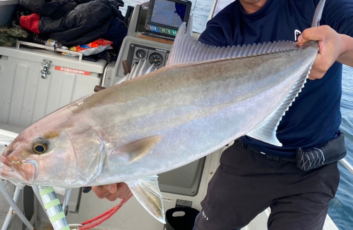 カンパチの釣果