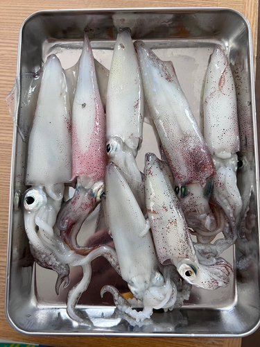 マメイカの釣果