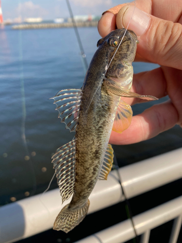 マハゼの釣果