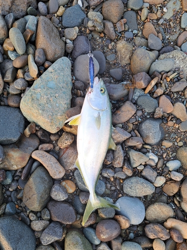 イナダの釣果