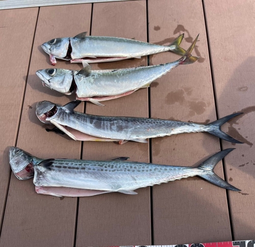 サバの釣果