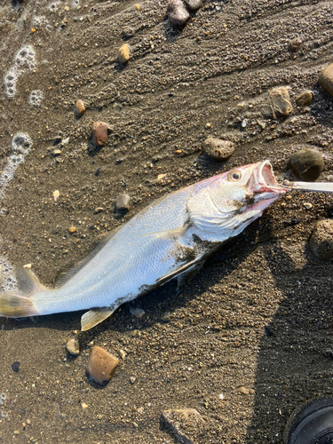 ニベの釣果