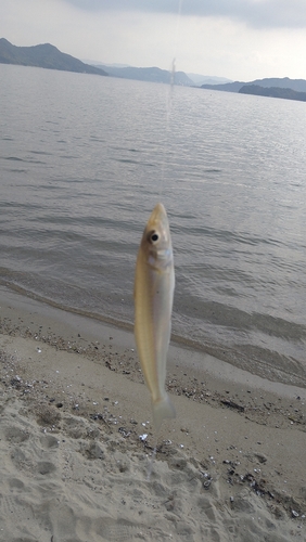 キスの釣果