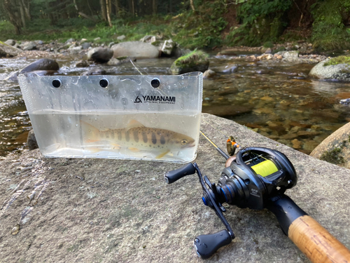 アマゴの釣果