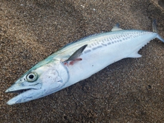 サゴシの釣果