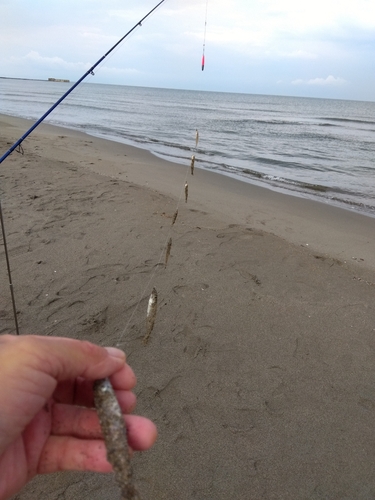 キスの釣果