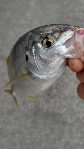 シマアジの釣果