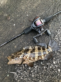 チャイロマルハタの釣果