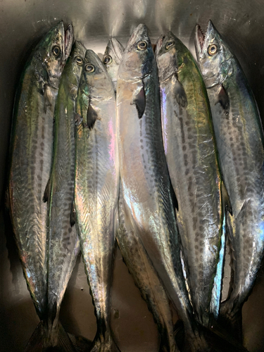 サゴシの釣果