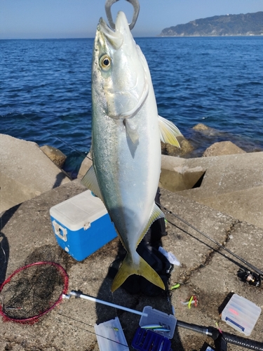 イナダの釣果