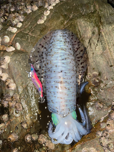 アオリイカの釣果