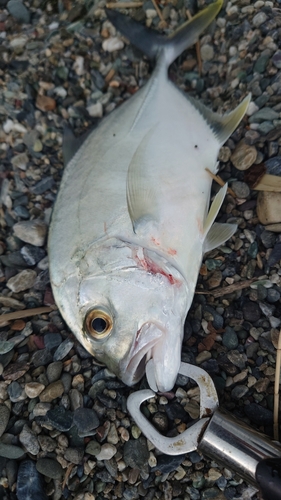 メッキの釣果