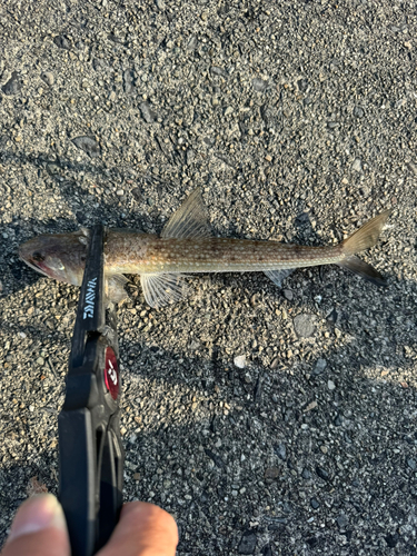 エソの釣果