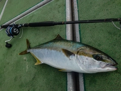 ヒラマサの釣果