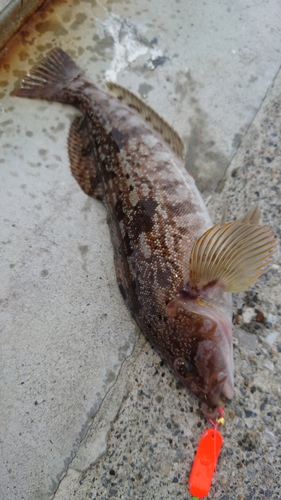 アイナメの釣果