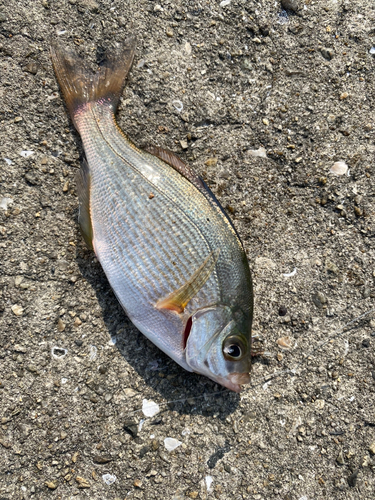 ウミタナゴの釣果