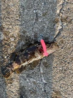 タケノコメバルの釣果