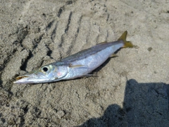 カマスの釣果