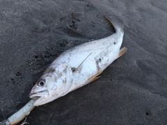 ニベの釣果