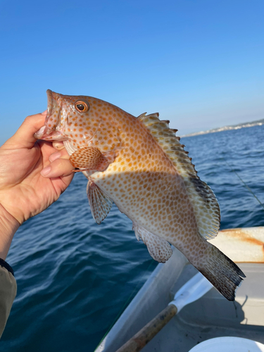 オオモンハタの釣果